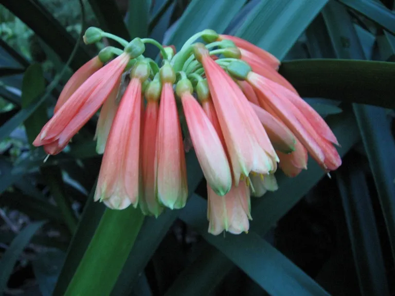 Cyrtanthiflora