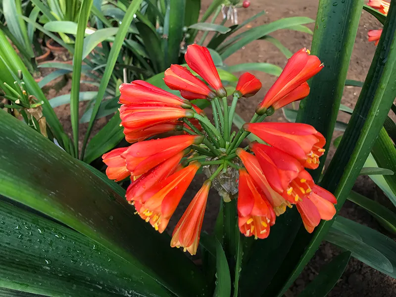 Red Beauty
