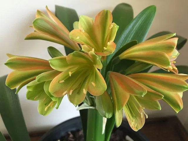 Stanmore Bronzed Green Girl