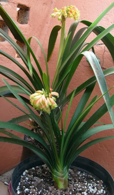 Pikanini