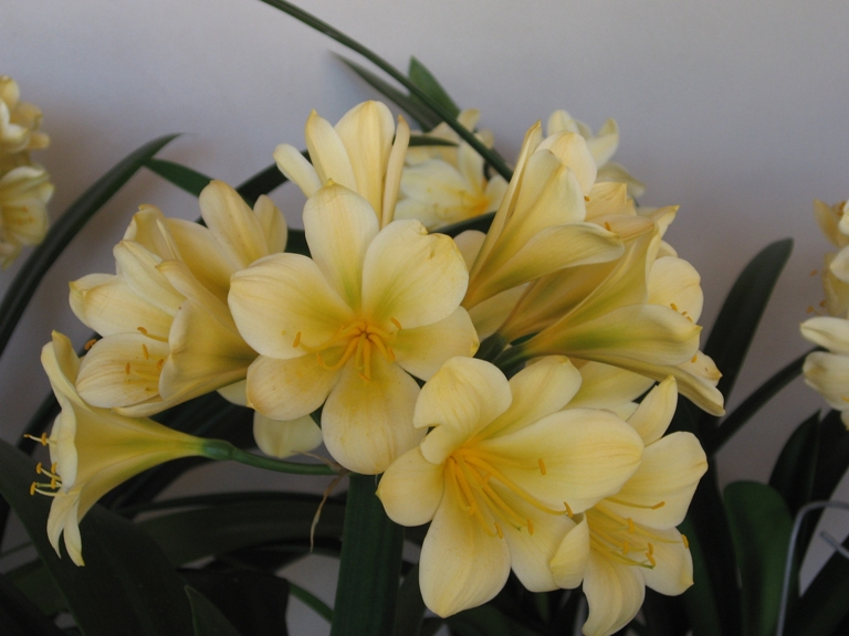 Yellow Courage