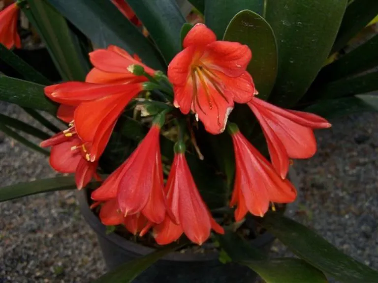 Red Bells (2)