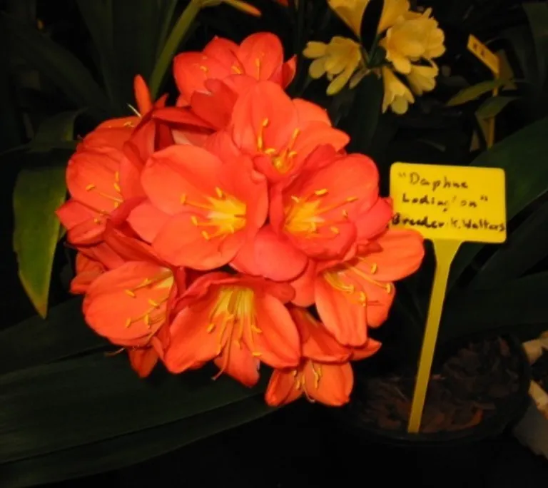 Daphne Lodington