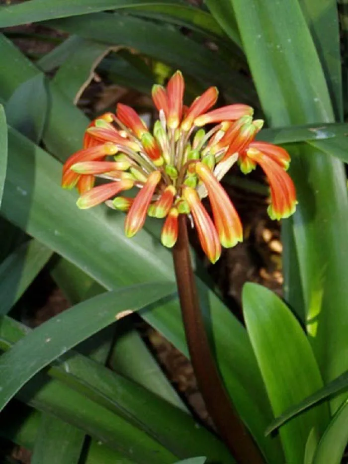 Robusta 50