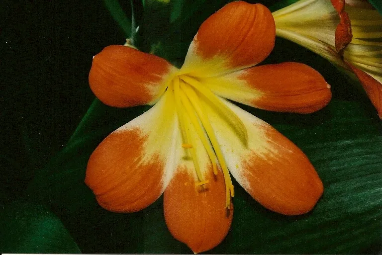 Evening Star