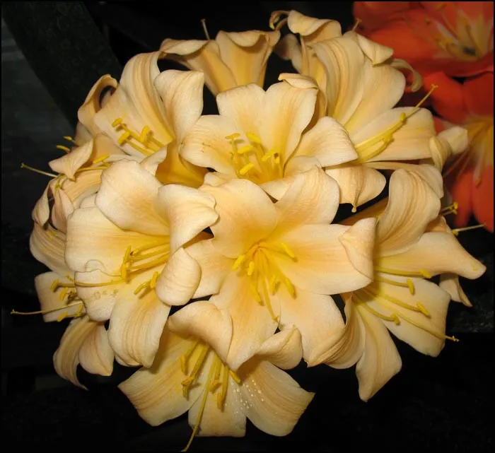 Chubb's Peach'