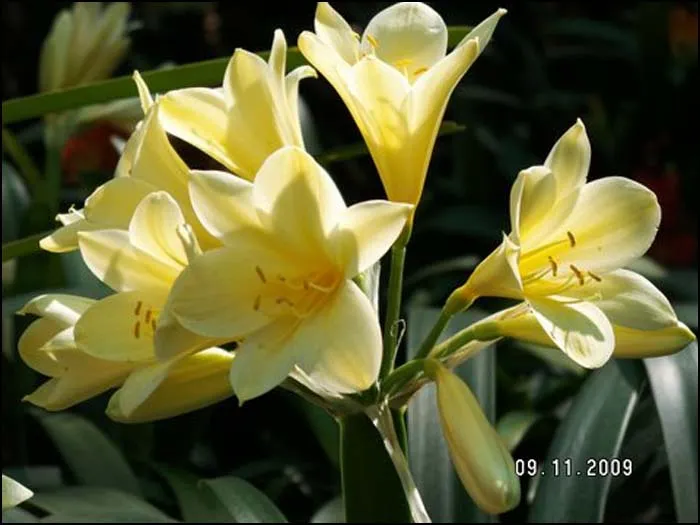 Topaz Dream