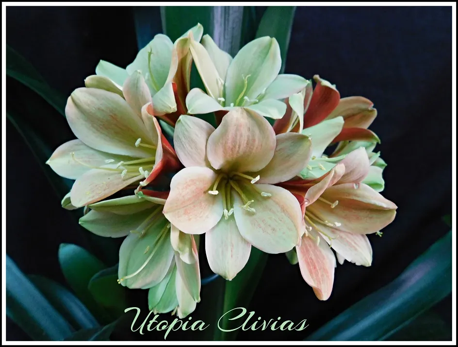 Star Green