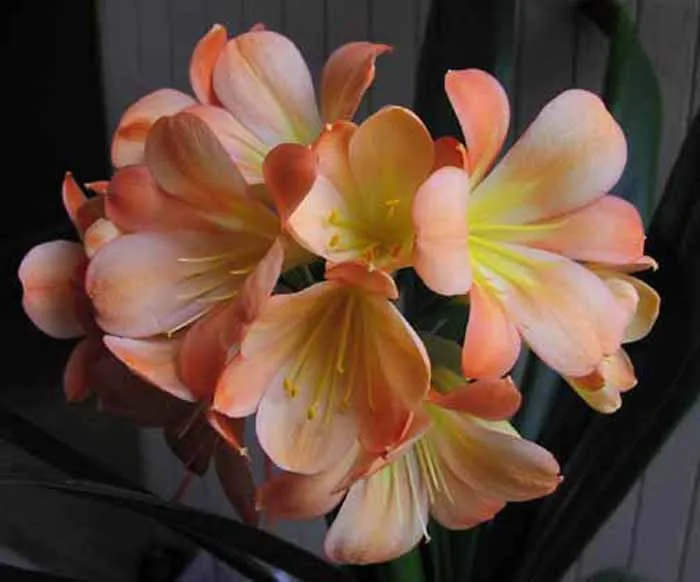 Mary Helen
