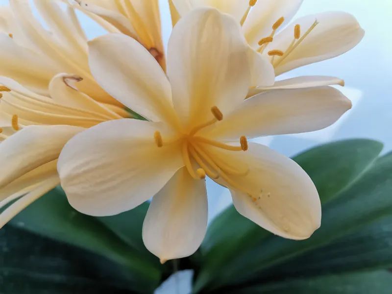 Golden Sunshine