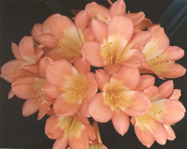 Pink Perfection