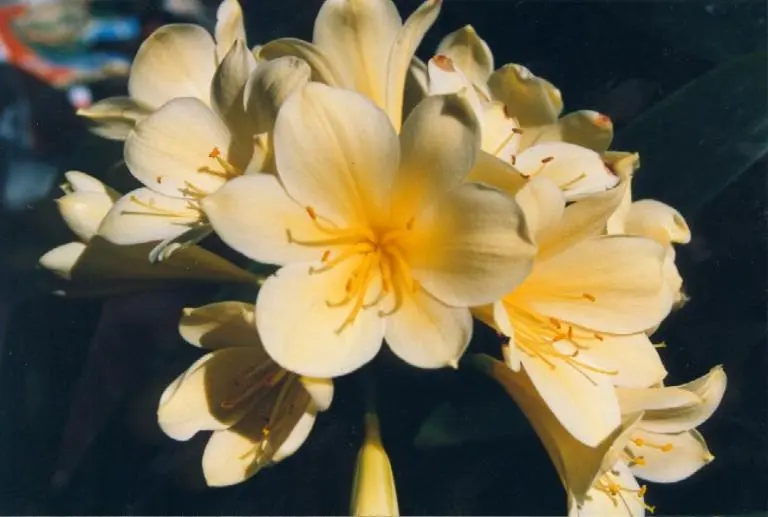 Flowerdale Yellow