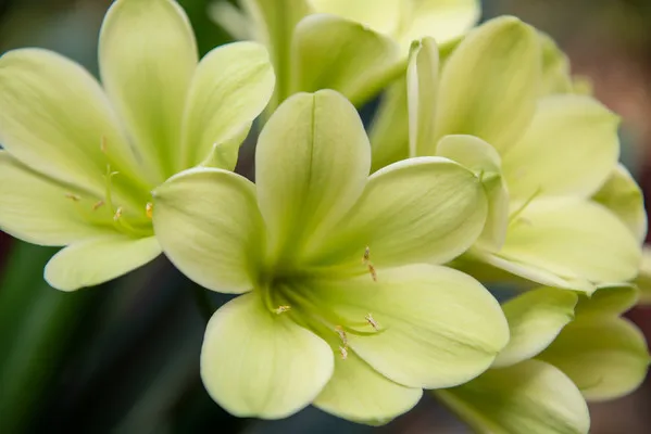 Longwood Winter Green