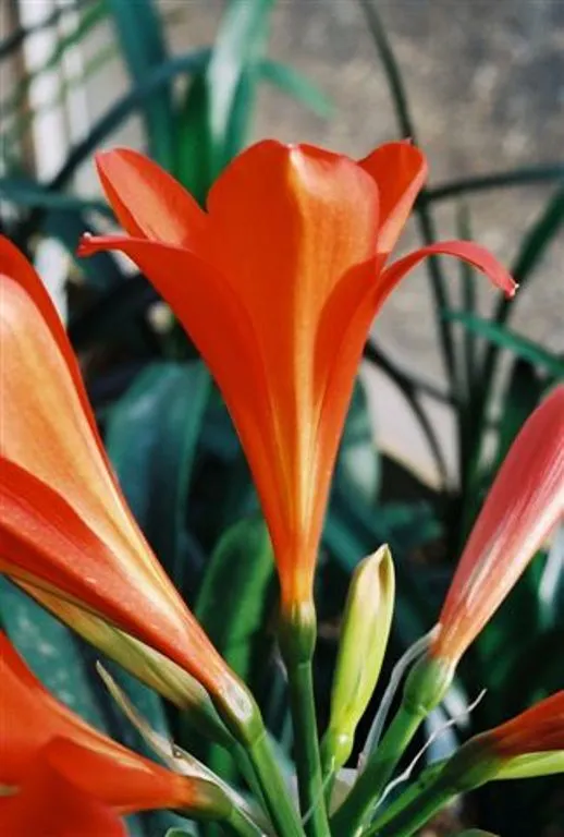 Crimson Bugles
