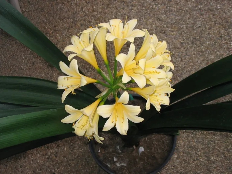 Yellow Charm