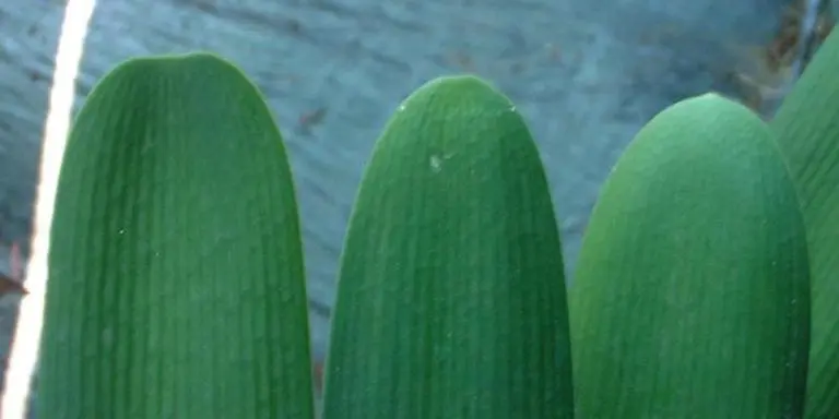 Oz Nobilis