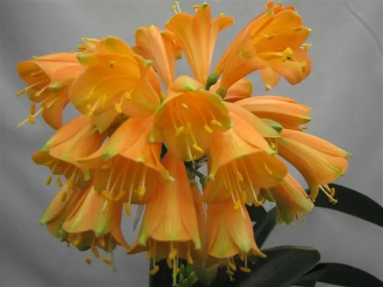 Golden Cascade