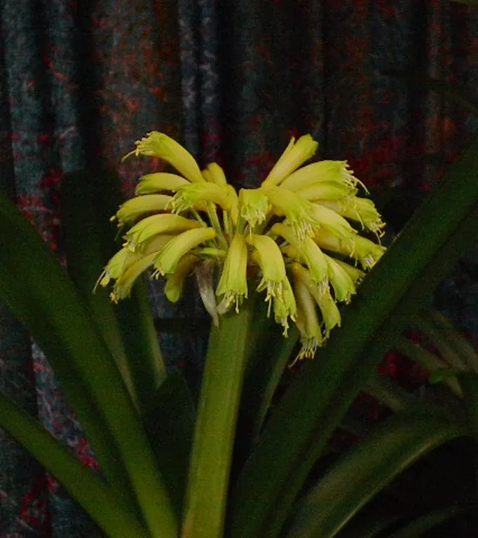 Ngome Yellow