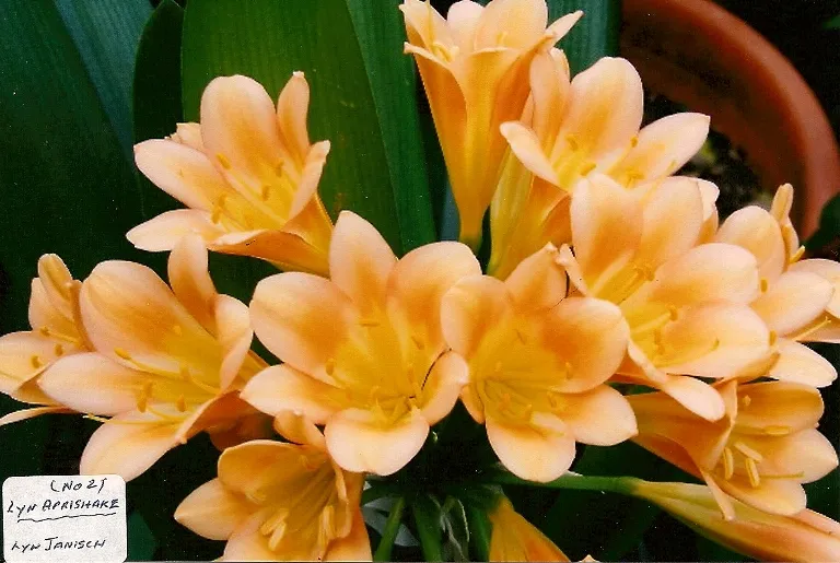 Lyn Aprishake