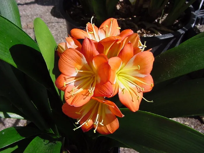 Joan