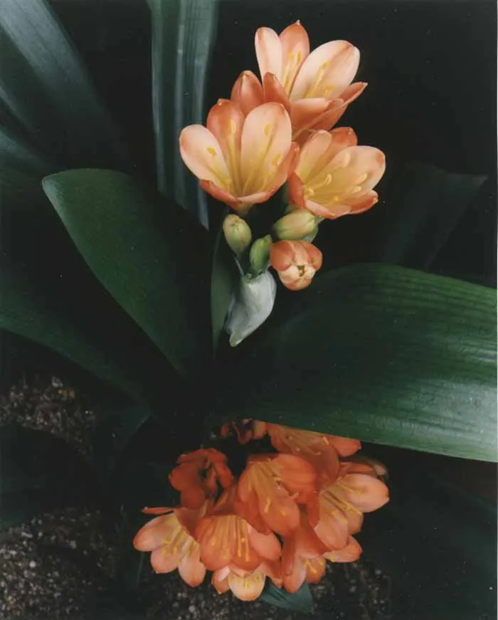 Margeret