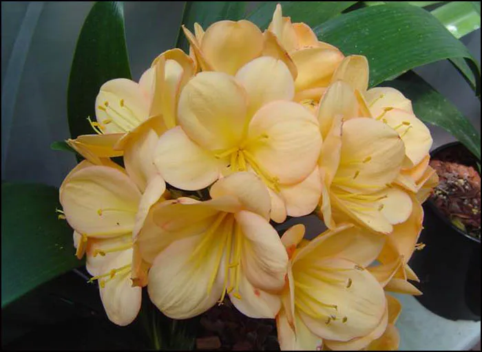 Apricot Joy