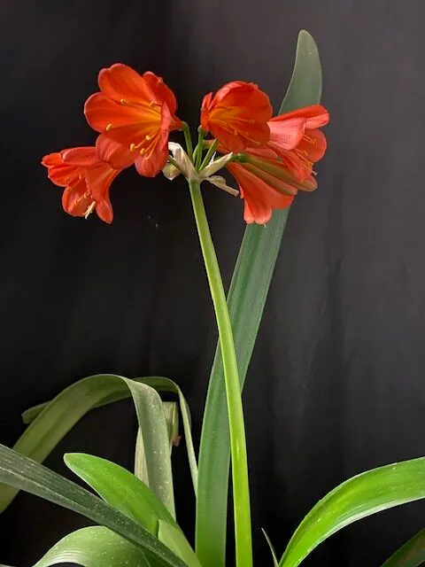 Red Hot Plot