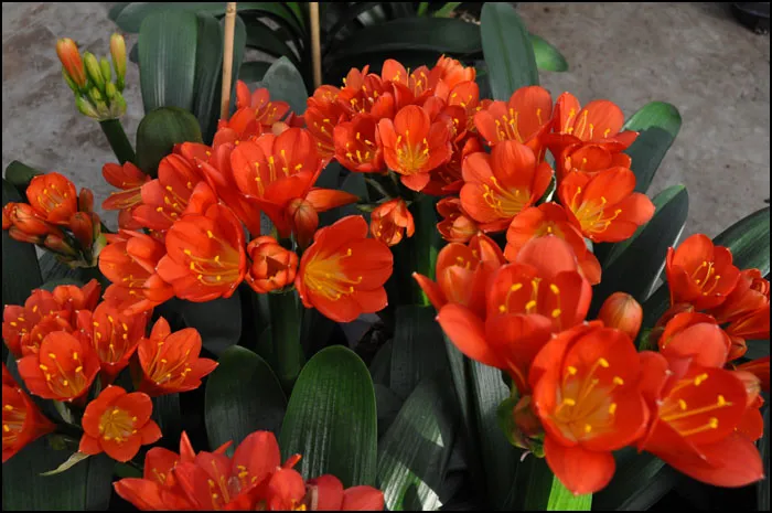 Florid Orange