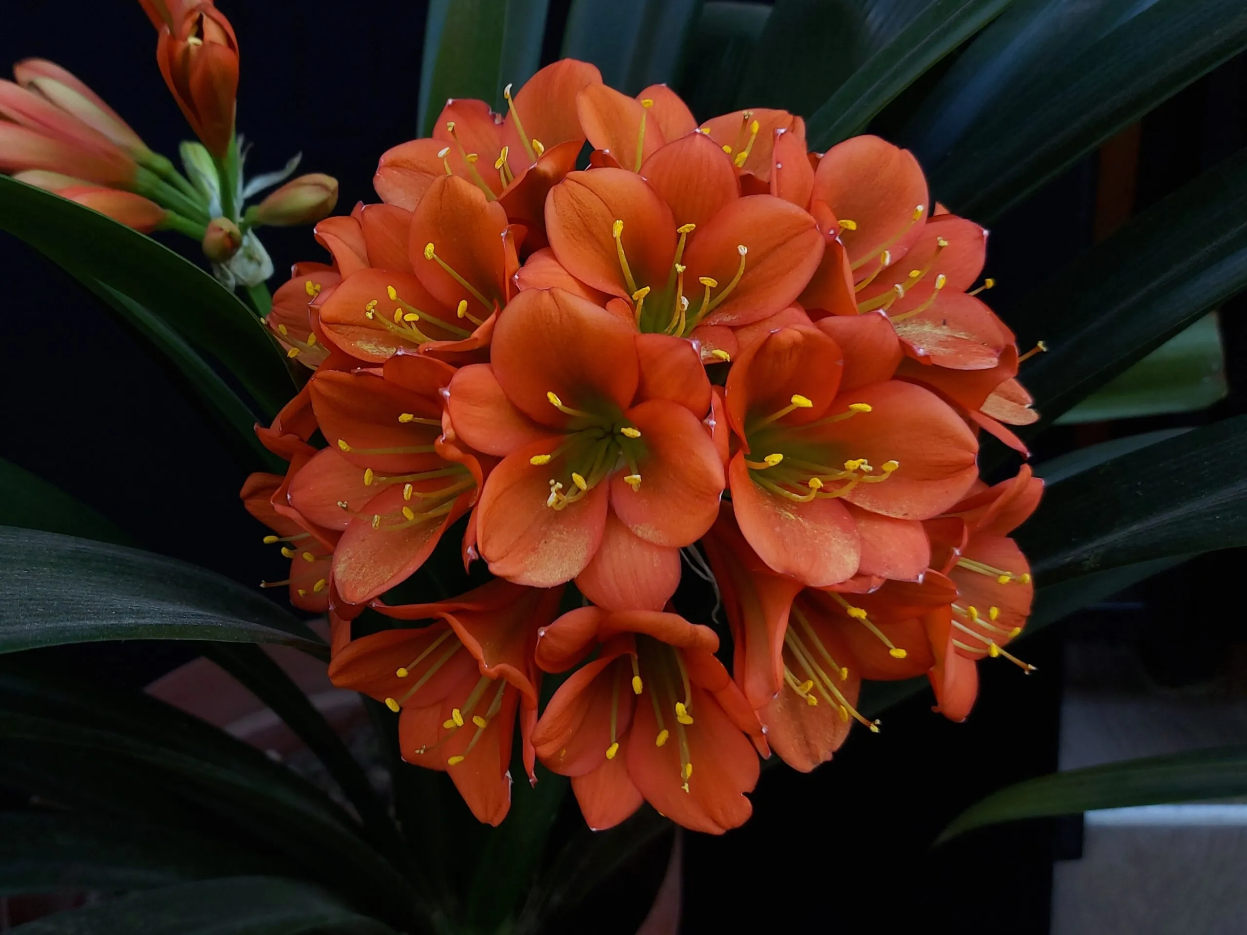 Tropical Bronze