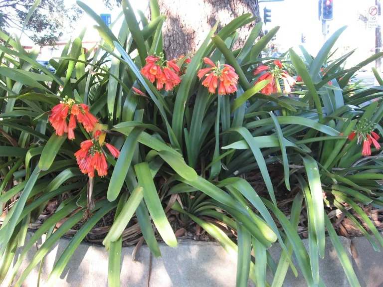 Oz Nobilis