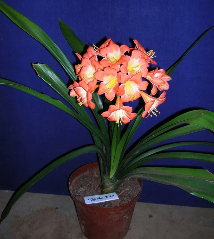 Gems Thera