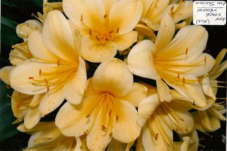 Lyn Space Yellow