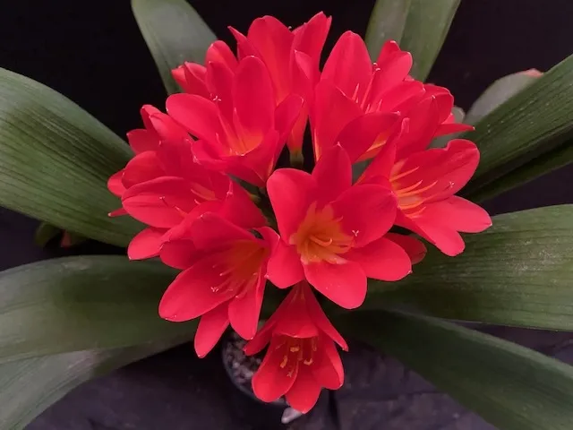 Red Endeavor
