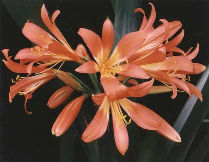 Orange Spider