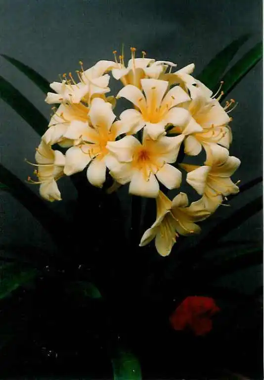 Smither's Yellow