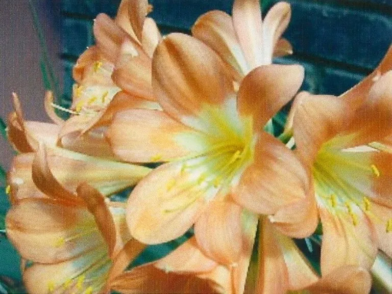 Transkei Apricot