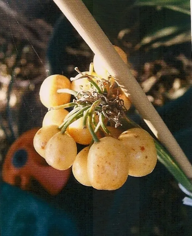 Yellow Tip