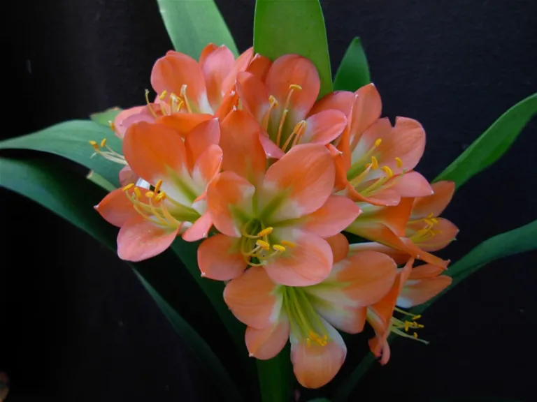 Angel's Delight'