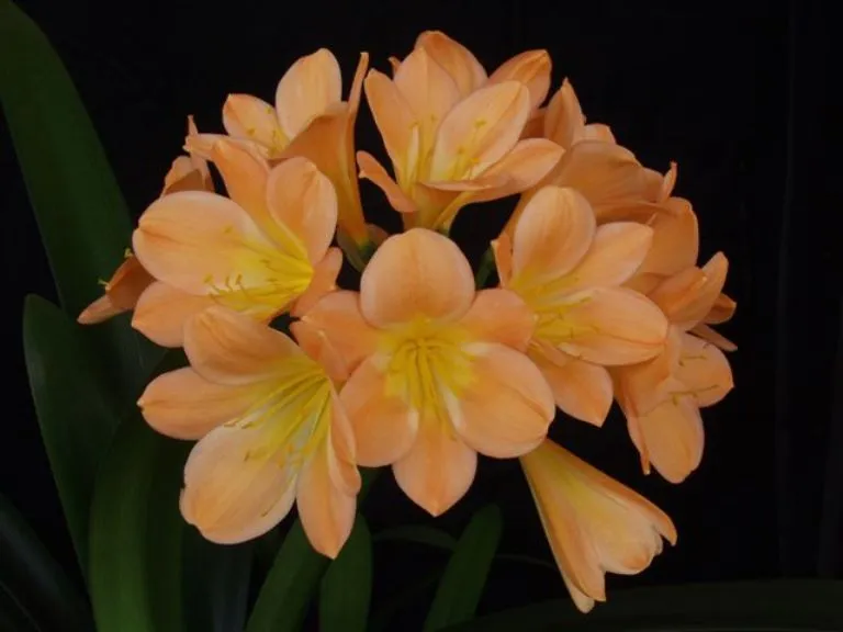 Peach Perfection