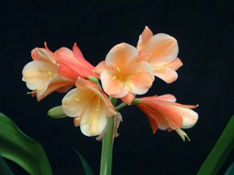 Spring Bonnets