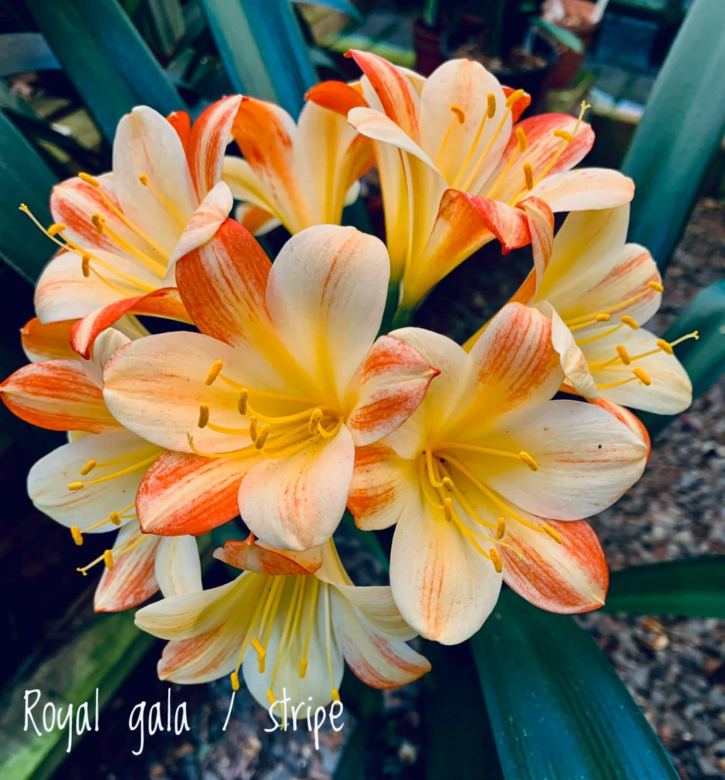 Royal Gala