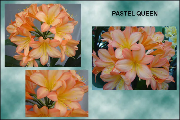 Pastel Queen