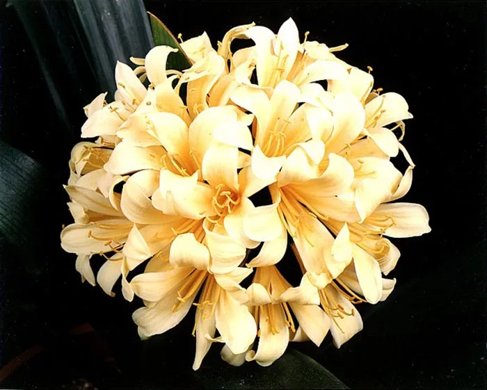 Leiden Yellow
