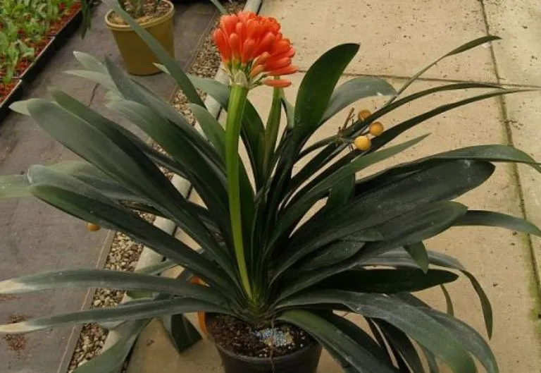 Belgian Hybrid