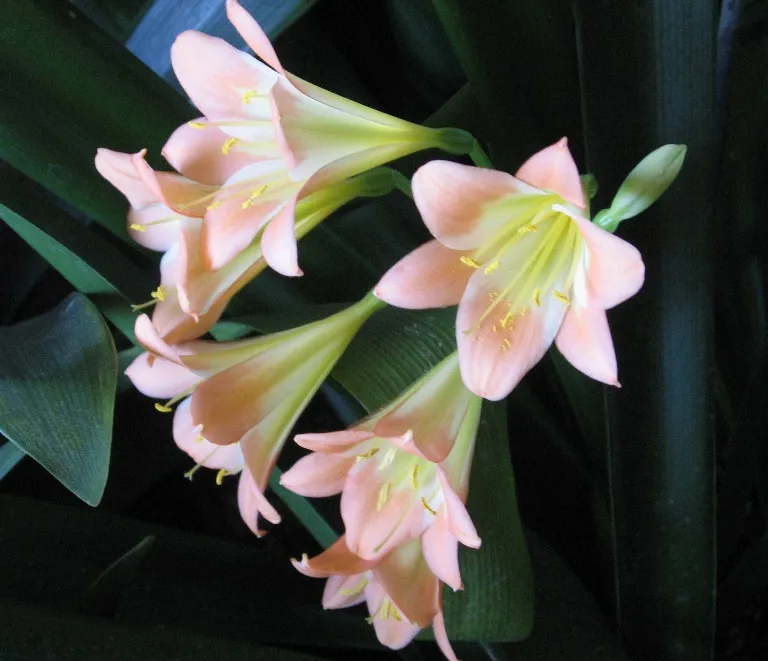 Gladys Blackbeard