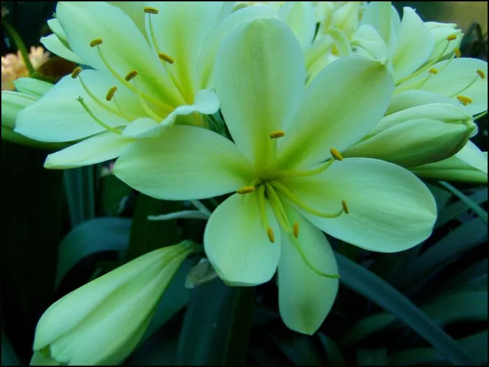 Limelight (2)