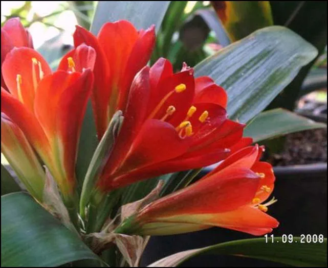 Red William