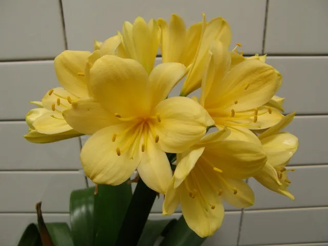 Yellow Tiger