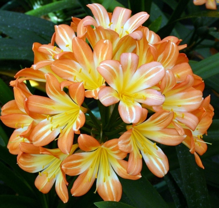 Orange Yellow