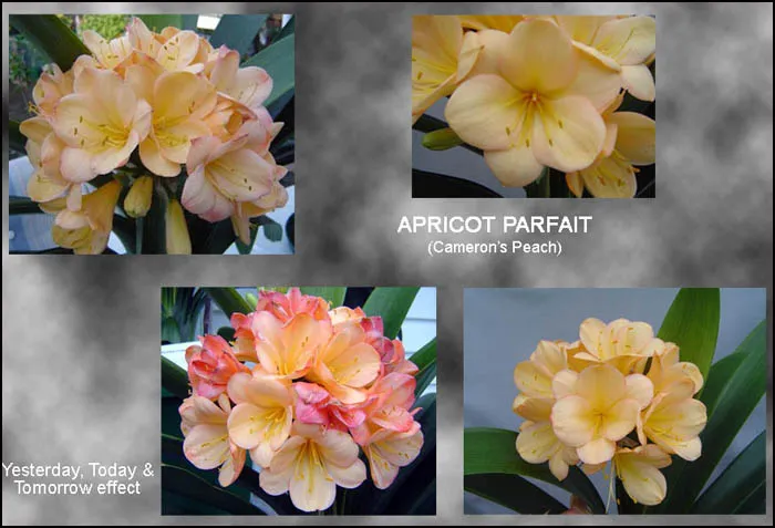 Apricot Parfait